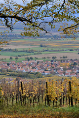 Vignes - Alsace - Heiligenstein