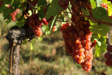 Raisin, Gewurztraminer 