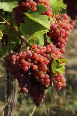 Alsace - Raisins - gewurztraminer 