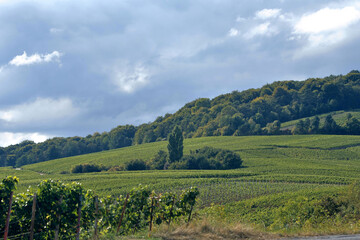 Champagne - Vignes &agrave; Chamery