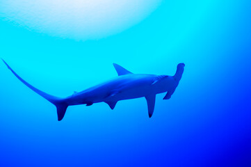 Hammerhai in der blauen Tiefe