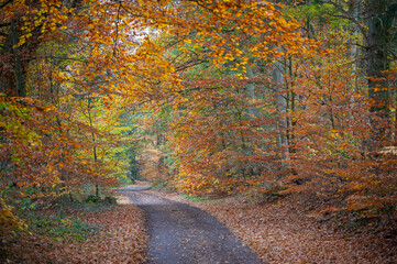 Goldener Herbst mit Landstra&szlig;e