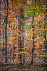 Goldener Herbst bei Trittau