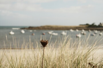 Plante sauvage à Kerlouan dans le Finistère en Bretagne, France - Europe