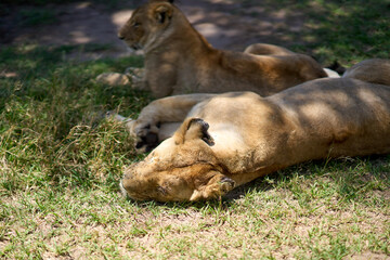 Lions sleeping in the shade in Masai Mara
