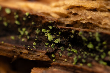 Herbst im Wald - Goldenlight