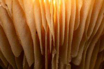 Herbst im Wald - Goldenlight