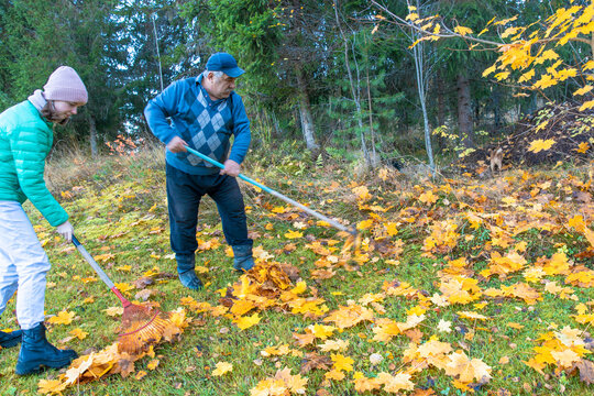 Two people raking autumn leaves in a forest. A young woman with brown hair and a green jacket, and a senior man with gray hair and a blue sweater. grandfather and granddaughter