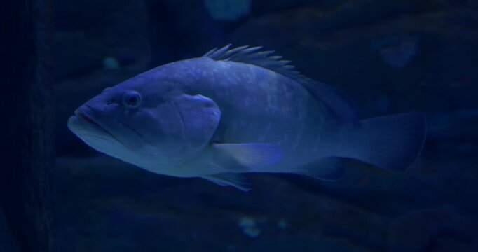 Wreckfish
