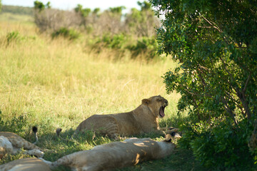 Lions sleeping and yawning in the shade in Masai Mara