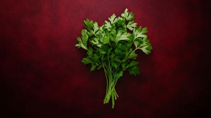 Fresh bunch of vibrant green parsley herb tied with string on a dark red textured background