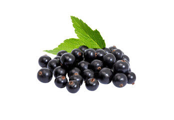 Currant black with leaves, isolated