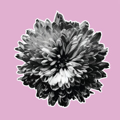 Elegant silver gerbera ower isolated on pink background. Monochrome close-up of daisy petals in shiny gray tones, resembling metallic texture