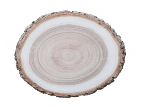 Wood slice tree ring natural texture round shape rustic organic timber cross section growth ring neutral color perfect for eco friendly design and crafts