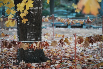 黄色い葉をつけた楓の木とたくさんの落ち葉