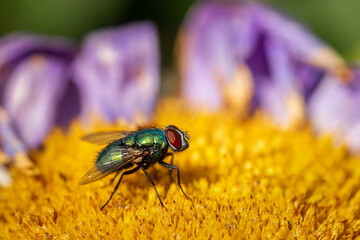 House fly, Fly, House fly on leaf.