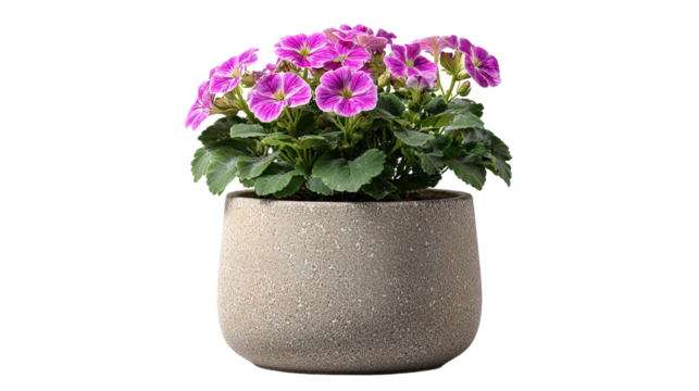 Primrose Elegance in Stone: A captivating primrose plant blossoms vibrantly in a simple stone pot, radiating natural beauty. A perfect addition to enhance any space.