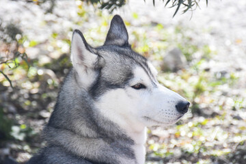 wild animals friend of us