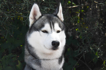 wild animals friend of us