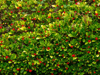 Holly bush with red berries 