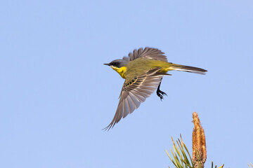 Yellow wagtail