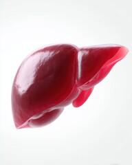 liver cancer stages illustrated on organ, educational medical visualization