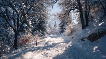 A snowy path through a winter wonderland,