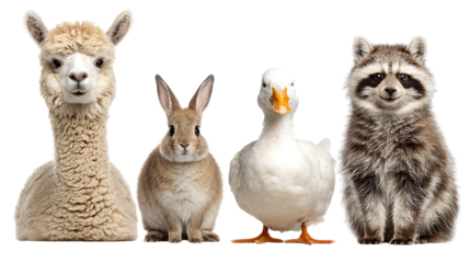 Alpaca, rabbit, duck, and raccoon posing together isolated on transparent background