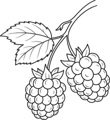 Delicious Raspberry Fruit Coloring Page