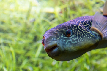 Close up of a red-eye-pufferfish and various patterns
