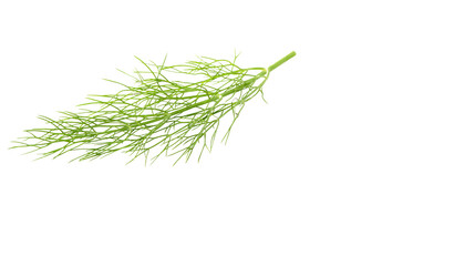 Single fresh green dill leaf isolated on white background, aromatic herb for seasoning, salad garnish, and natural cooking ingredient, PNG.