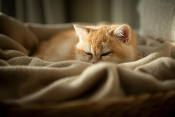 A Golden British Shorthair Kitten curled up in the blanket of her cosy cat bed partially bathed by the sunlight on a couch in the living room of a house in Edinburgh, Scotland, UK