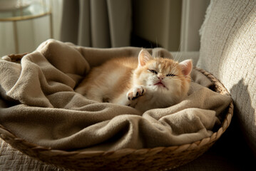 A Golden British Shorthair Kitten stretches while napping on the blanket of her cozy cat bed partially bathed by the sunlight on a couch in the living room of a house in Edinburgh, Scotland, UK