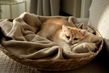 A Golden British Shorthair Kitten stretches while relaxing on the blanket of her cozy cat bed partially bathed by the sunlight on a couch in the living room of a house in Edinburgh, Scotland, UK