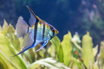 Cute small Monodactylidae, monodactylus argenteus fish in side view