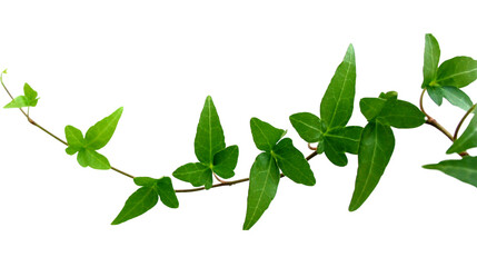 Green ivy vine with fresh leaves growing in a curved line, natural climbing plant isolated on white background, symbol of growth and nature, PNG.