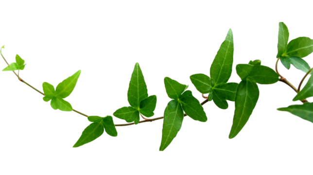 Green ivy vine with fresh leaves growing in a curved line, natural climbing plant isolated on white background, symbol of growth and nature, PNG.
