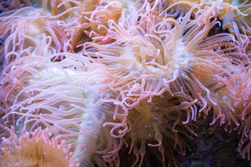 White pink rosa soft corals moving by the water waves