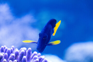 Front close up view of a yellowtail tang fish in dark blue and yellow colours