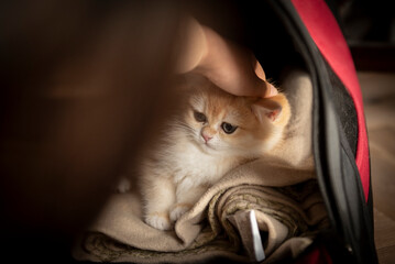 Close up of a child's hand petting her new Golden British Short Hair kitten sitting in her pet...