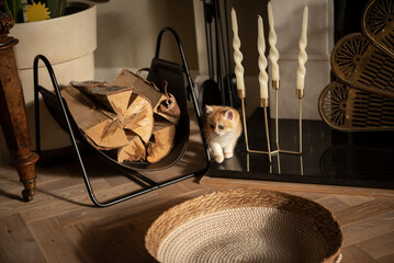 A tiny Golden British Short Hair kitten walks between a pile of logs and candles towards her cat bed in the living room of a house in Edinburgh, Scotland UK