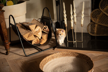 A tiny Golden British Short Hair kitten sits  between a pile of logs and candles near her cat bed...