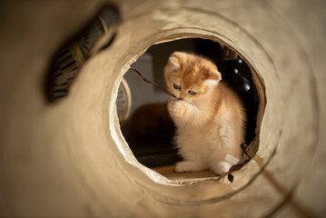 View of a Golden British Short Hair kitten through her cat tunnel toy as she grabs its strings in the living room of a house in Edinburgh, Scotland UK