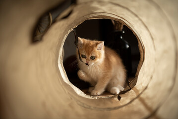 View of a Golden British Short Hair kitten through her cat tunnel toy as she tries to chew its...