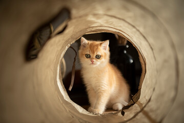 View of a Golden British Short Hair kitten through sitting across her cat tunnel toy in the living room of a house in Edinburgh, Scotland UK