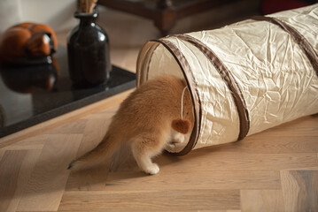 Close up of the back of a Golden British Short Hair kitten entering a cat tunnel toy in the living room of a house in Edinburgh, Scotland UK