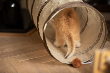 Close up of the back of a Golden British Short Hair kitten with a pointy black tail  walking into her cat tunnel toy with her pointy black tail in the living room of a house in Edinburgh, Scotland UK