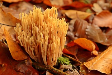 Steife Koralle (Ramaria stricta)
