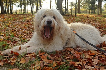 Goldendoodle an Schleppleine im Herbstwald