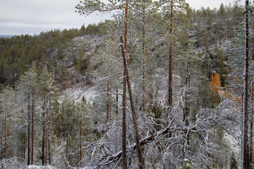 First snow has fallen in Kuusamo